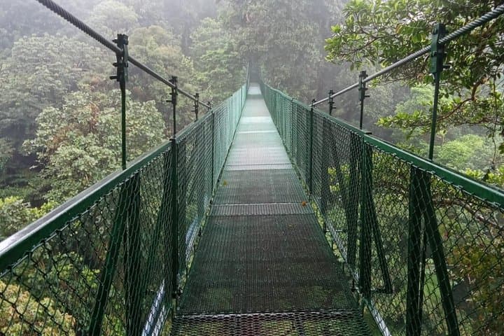Monteverde treetops Cloud Forest Birdwatching tour