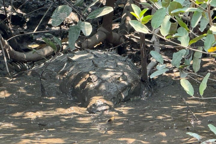 Palo Verde National Park Birdwatching Tour