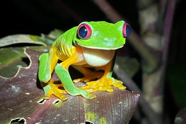 Jungle Night Tour Manuel Antonio