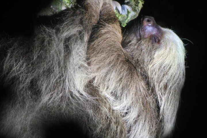 Monteverde Night Tour+Guide+Photos+HD optic+Flashlights