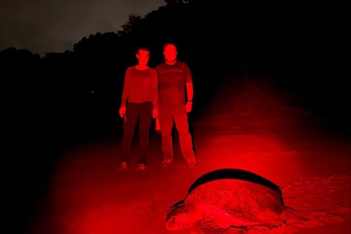 Observation of sea turtles in Tamarindo
