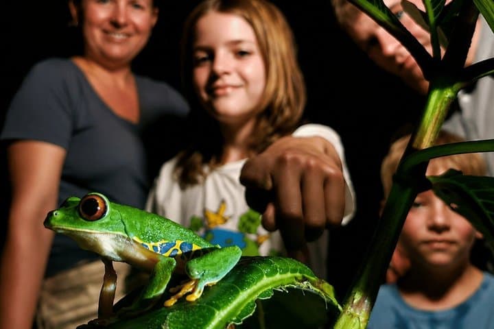Cahuita Night Jungle Walk – Nocturnal Wildlife Experience