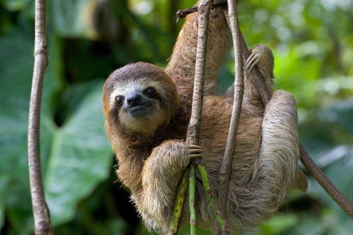 Customized Nature Walk in Manuel Antonio…. park tickets optionals