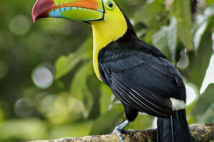 Birdwatching in La Fortuna with Expert Naturalist Guide