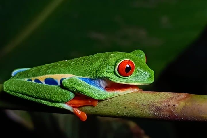 La Fortuna Rainforest Night Walk Experience