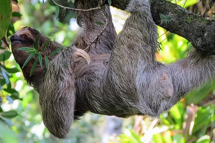 Sloth Watching Tour in La Fortuna (Small Groups + entrance)