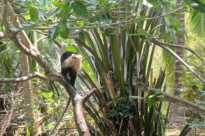 White face monkeys + lazy + panoramic view of jaco + appetizer