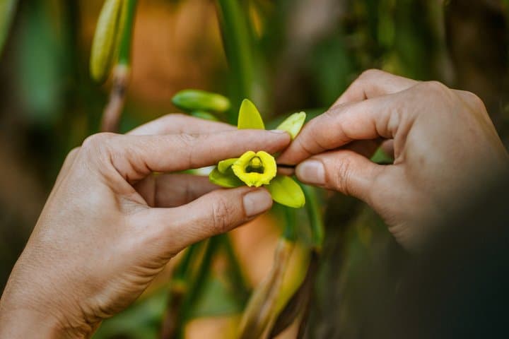 Villa Vanilla: The Original Rainforest Spice Tour